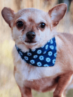 Gyapet Bandana Collar for Small Dogs being tested by our review team.