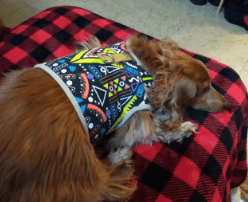 Muttitude Dog Harness & Leash Set for Small Breeds being tested by our review team.