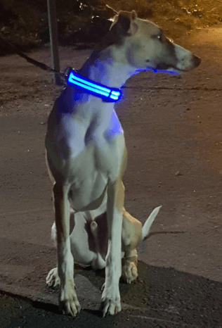 Illumiseen LED Dog Collar being tested by our review team.