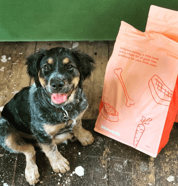 Scratch Dog Food being tested by our review team.