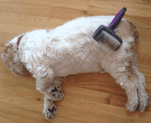 HERTZKO Self-Cleaning Slicker Brush for Dogs being tested by our review team.