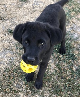 Zenify Dog Treat Puzzle Ball being tested by our review team.