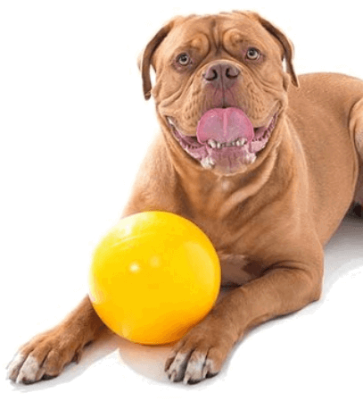 Aussie Dog Tucker Ball being tested by our review team.