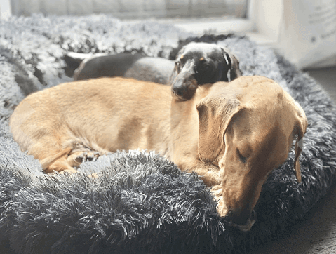PaWz Donut Calming Dog Bed being tested by our review team.
