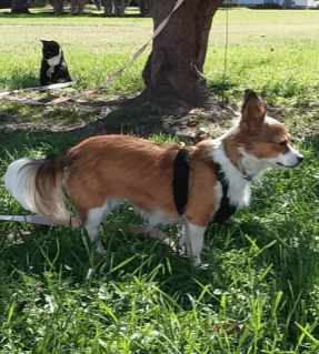 Sporn Mesh Stop Pulling Dog Harness being tested by our review team.
