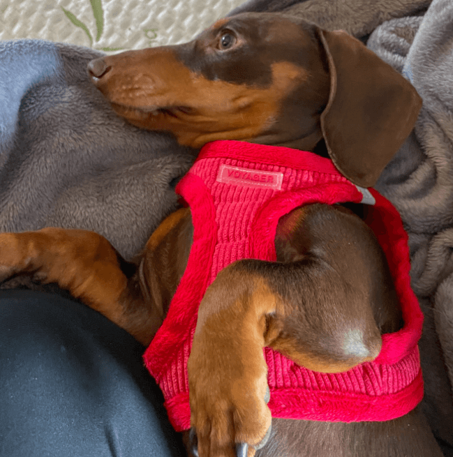 Voyager Step-in Plush Dog Harness Red Corduroy being tested by our review team.