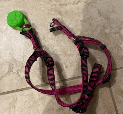 ULwysd Silicon LED Dog Collar Light being tested by our review team.