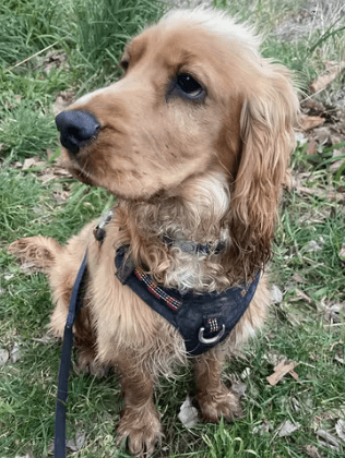 Dog Nation Ultra Light No Pull Dog Harness being tested by our review team.