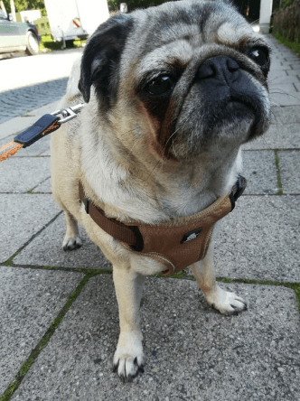 Urban Step-In Dog Harness being tested by our review team.