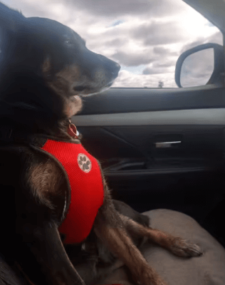 Dog Nation Car Harness Seat Belt Set being tested by our review team.