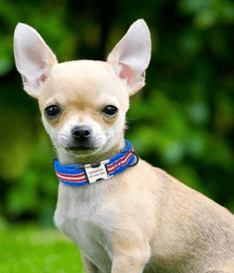 DogNation Soft Padded Nylon Dog Collar being tested by our review team.