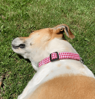 Fourhorse Stainless Steel Chain Martingale Collar being tested by our review team.