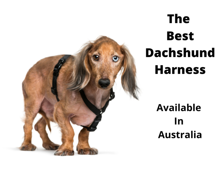 what is the best harness for a dachshund