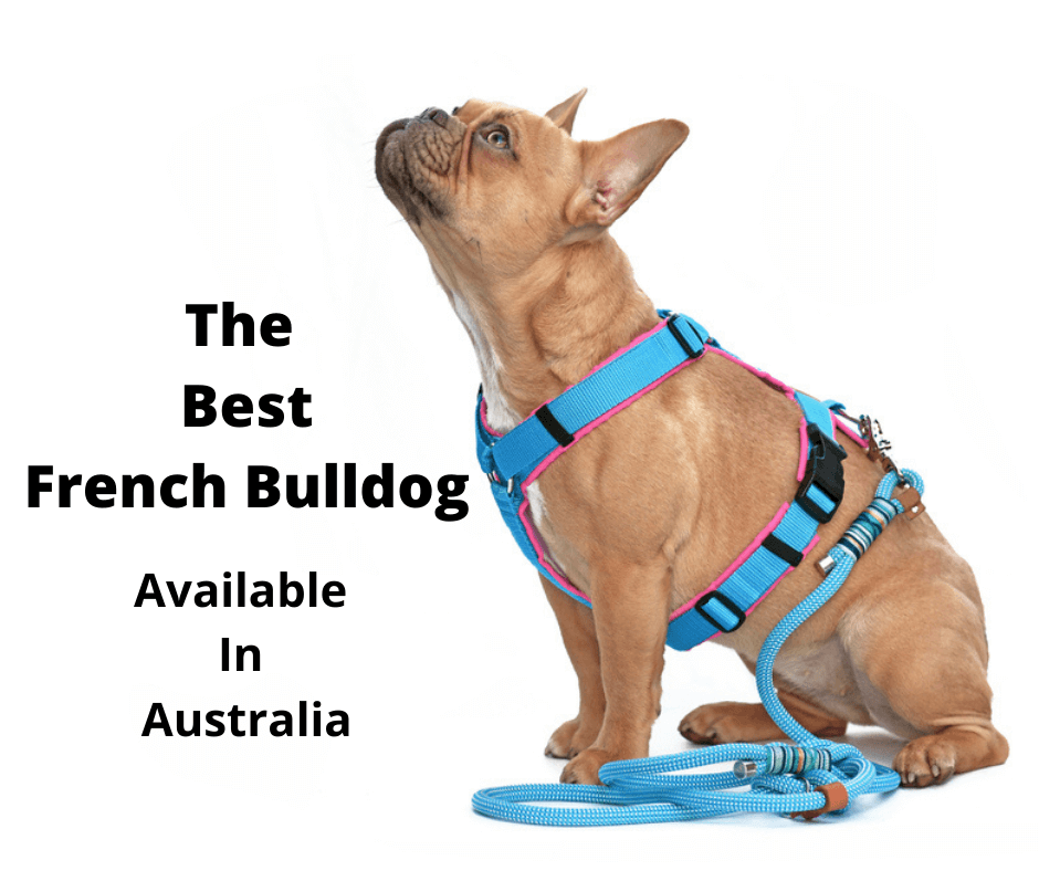 French Bulldog showing off her harness