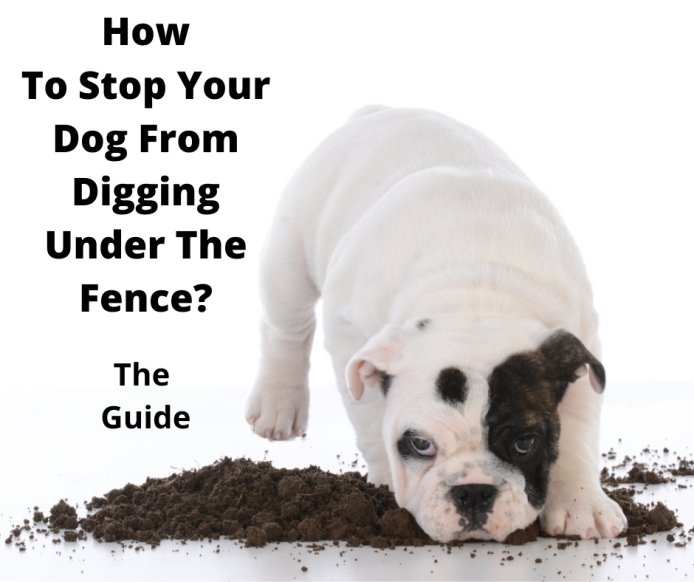 Bulldog puppy digging.
