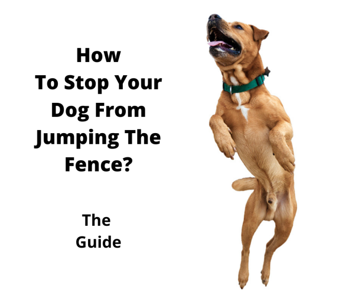 Mix breed dog jumping high.