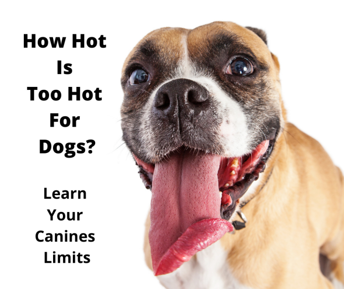 Hot Boxer Dog