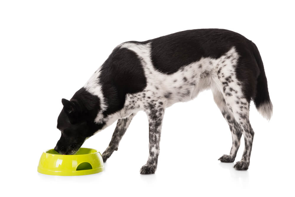 Dog drinking water