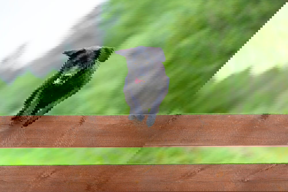 Black labrador jumping over the fence