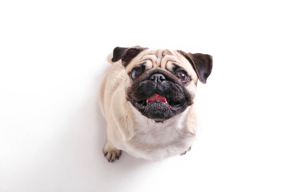 Little Pug.