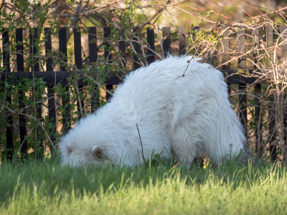 Samoyed dog trying to dog under fence.