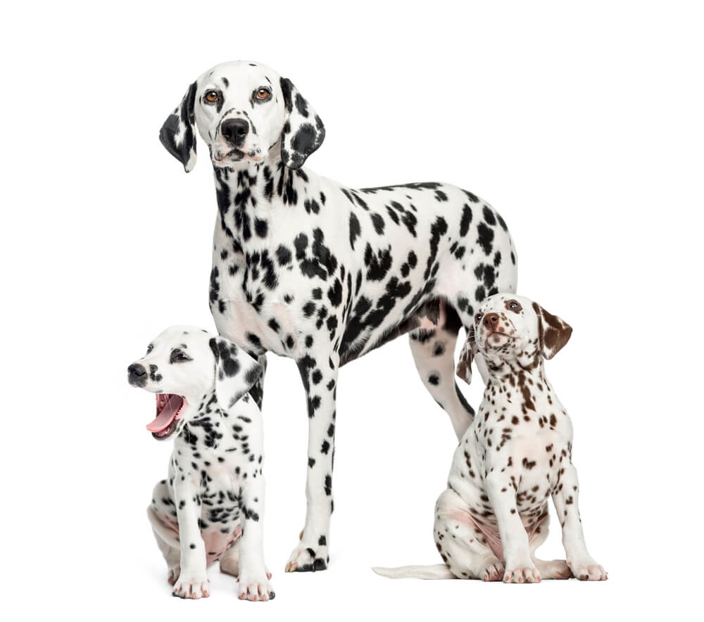 Dalmatian puppies and adult dog.