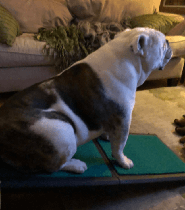 Pet Gear Travel Lite Ramp being tested by our review team.