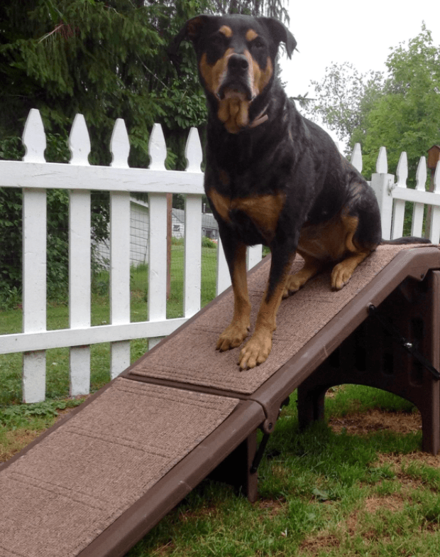 Pet Gear Free Standing Ramp being tested by our review team.