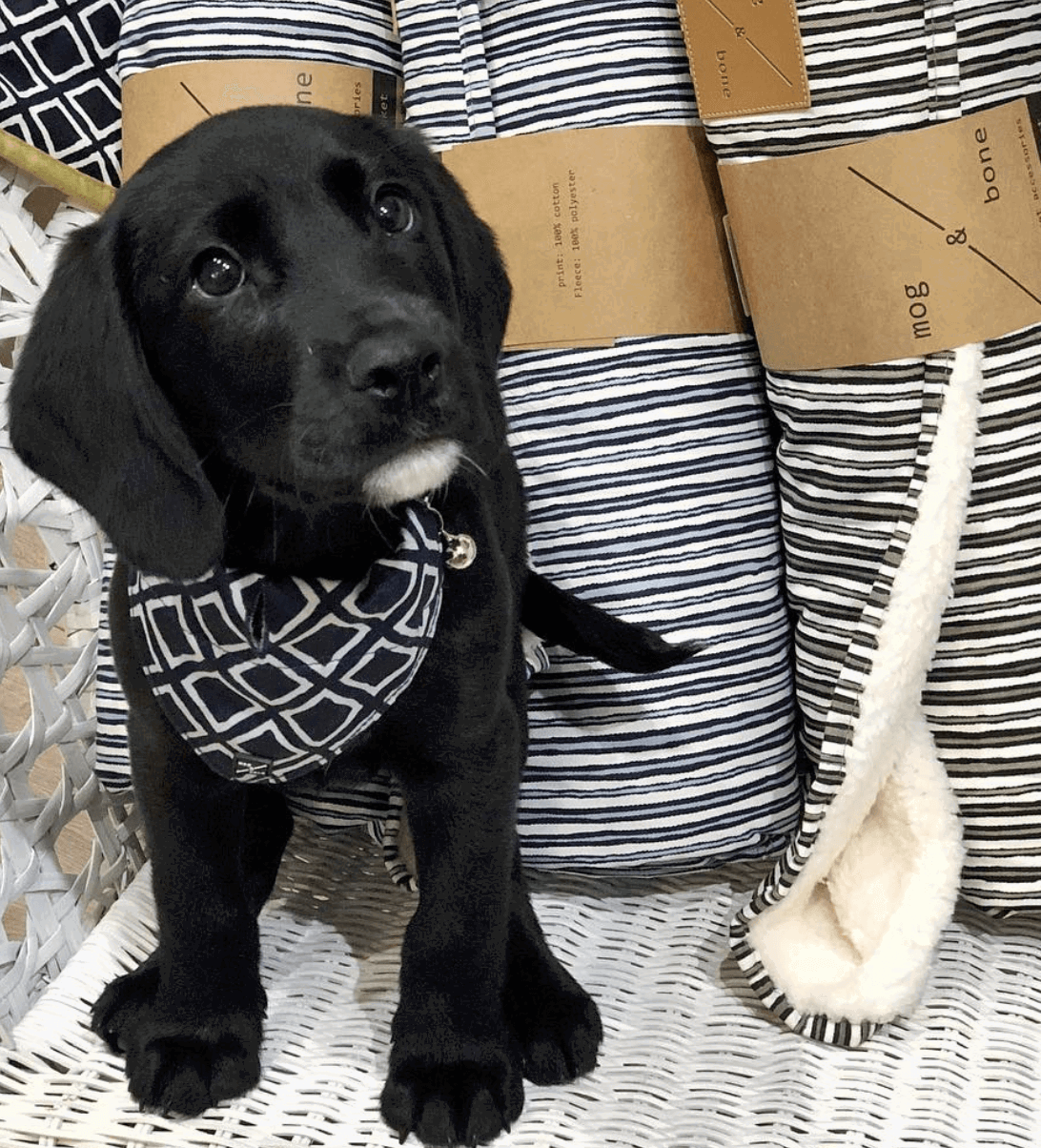 Mog & Bone Stripe Chambray Fleece Dog Blanket being tested by our review team.