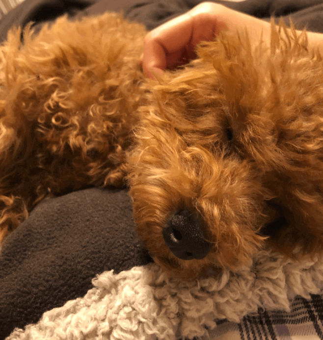 Catalonia Waterproof Blanket for Sofa being tested by our review team.