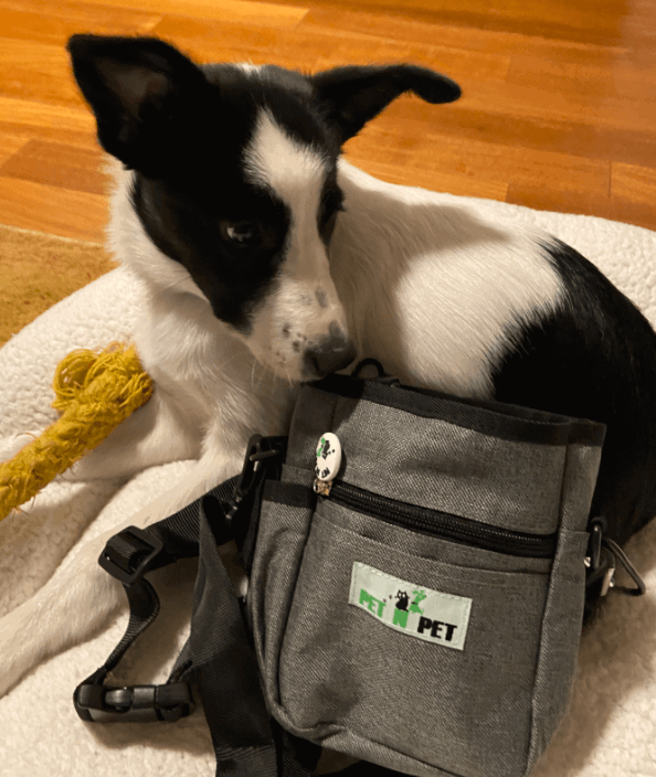 PET N PET Dog Treat Training Pouch with Built-in Poop Bag Dispenser being tested by our review team.
