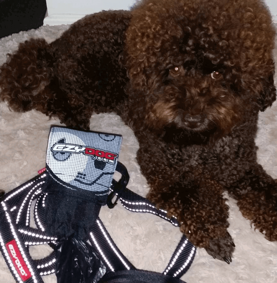 EzyDog Doobag being tested by our review team.