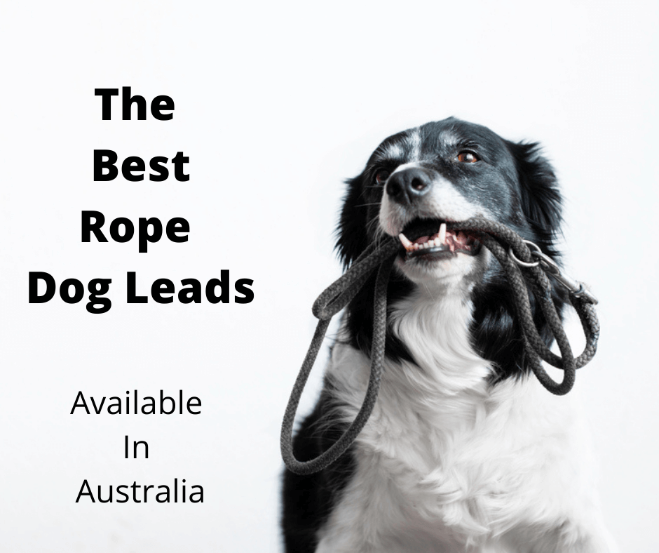 Border Collie holding a rope lead in its mouth