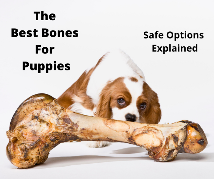 The Best Bones for Puppies Safe Options Explained!