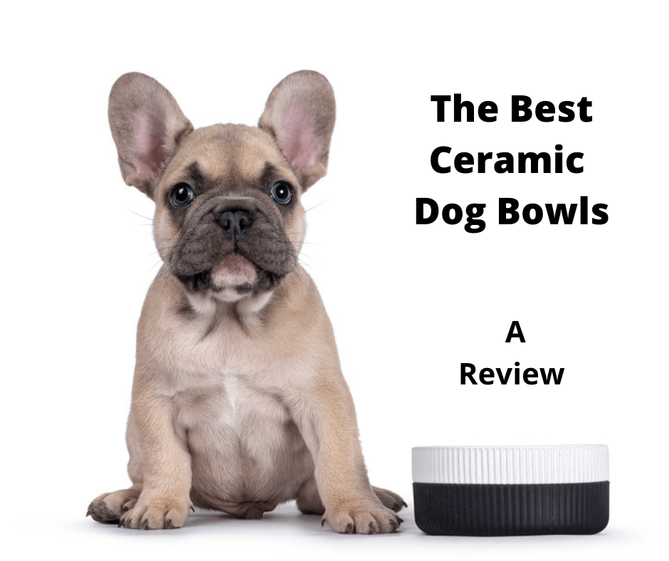 French Bulldog puppy sitting next to their ceramic dog bowl