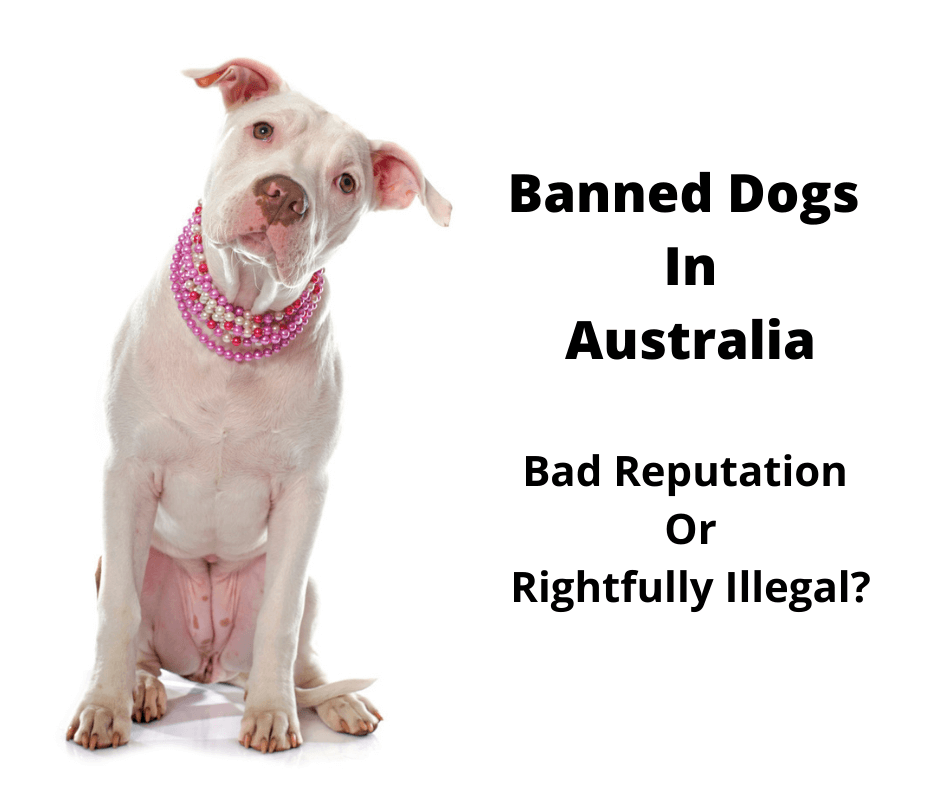 Confused Pitbull - A Banned Dog Breed In Australia