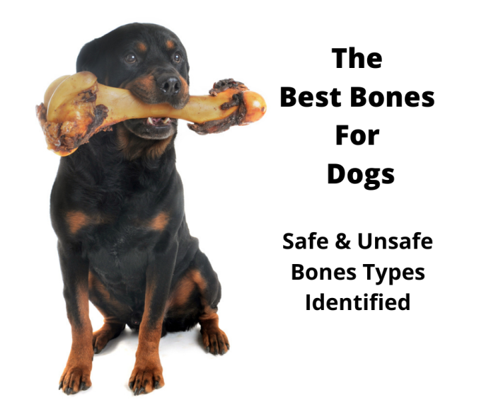 Rottweiler with a dog bone in mouth.