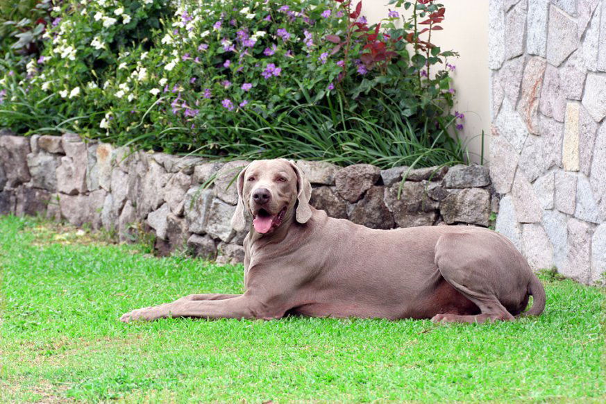 Weimaraner Dog in an outdoor dog run