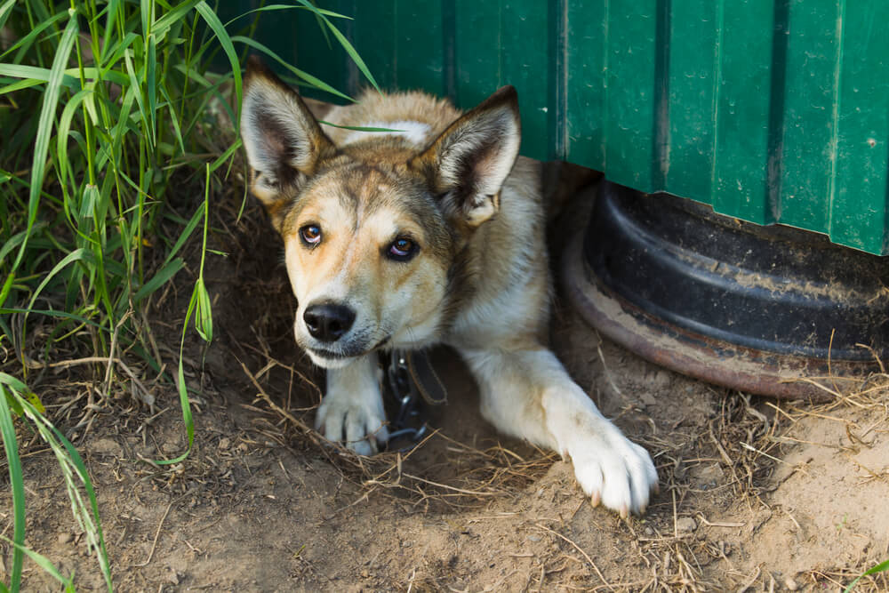 Dog digging under fence