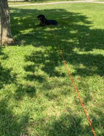 AMASENG Dog Training Leash 15ft being tested by our review team.