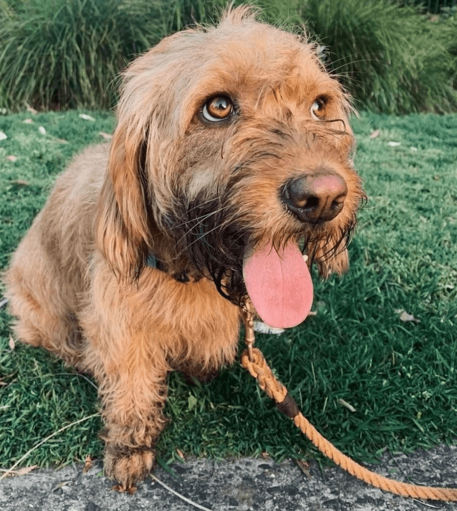 Animals in Charge Rope Leash being tested by our review team.