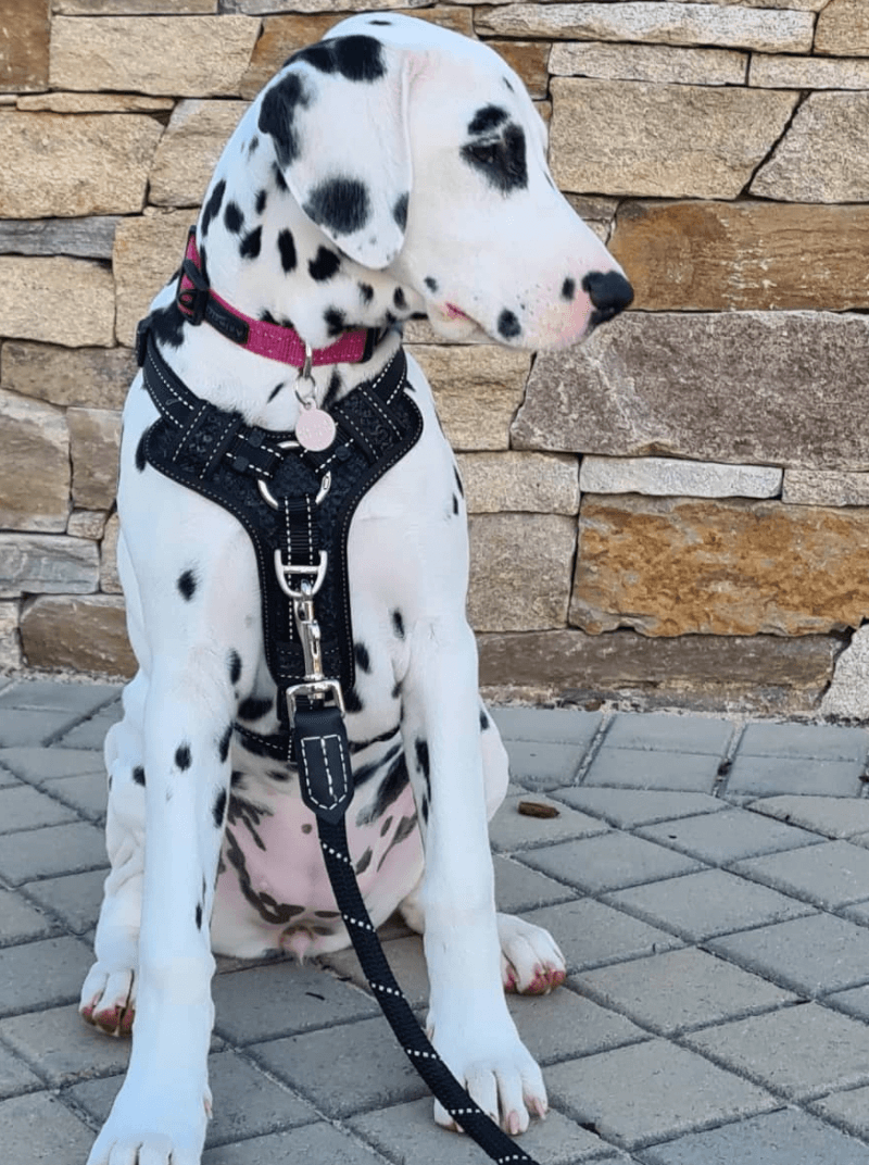 ROGZ Classic Rope Lead being tested by our review team.