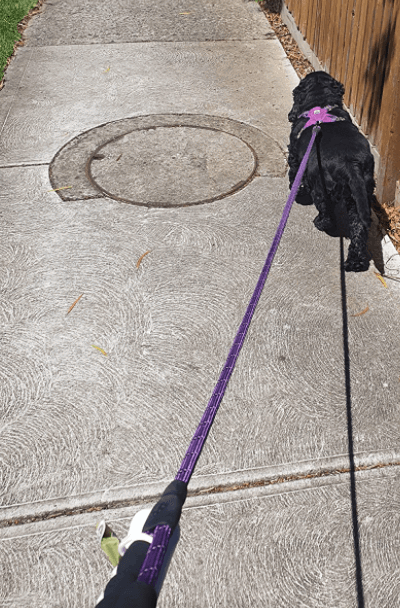 Zenify Pets Dog Lead being tested by our review team.