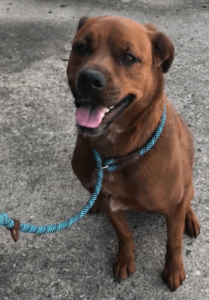Friends Forever Dog Rope Leash being tested by our review team.
