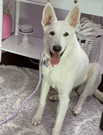 Blueberry Pet Striped Rope Leash with Comfy Handle being tested by our review team.
