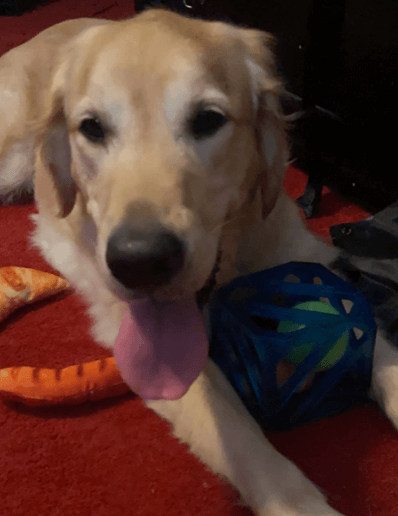 Outward Hound Puzzle Cube Interactive Squeaky Dog Toy