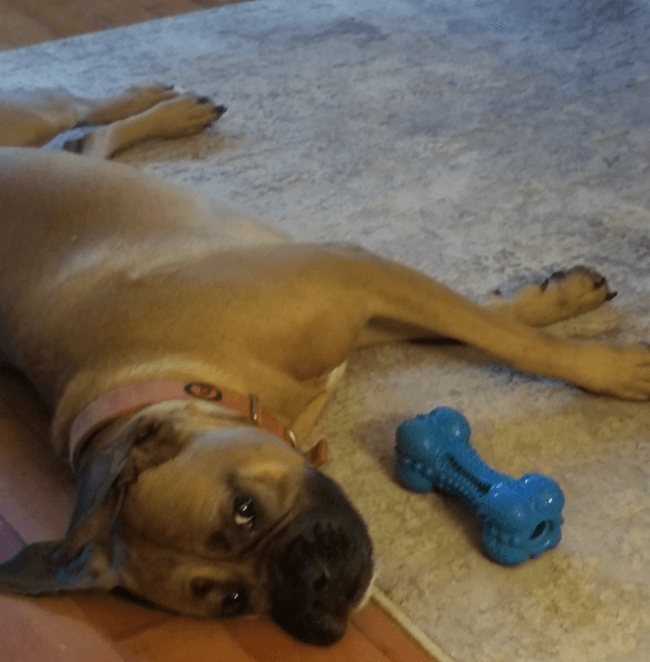 SCHITEC Dog Chew Toy for Aggressive Chewers being tested by our review team.
