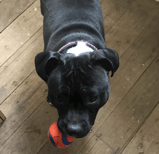 Chuckit! 17001 2.5-Inch Ultra Ball 2 Pack being tested by our review team.