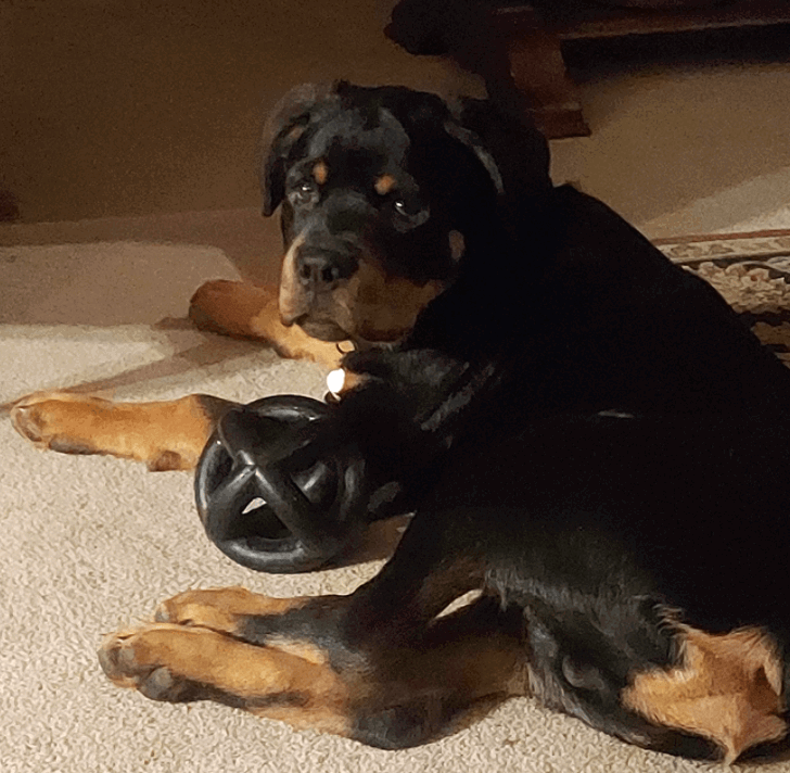 Monster K9 Dog Toys - Ultra Durable RingBall being tested by our review team.