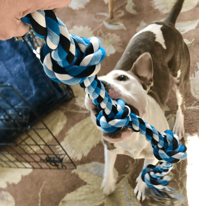 BLUEISLAND Dog Rope Toys for Aggressive Chewers being tested by our review team.